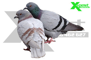 Feral pigeons can be a serious pest and pose health and safety risks