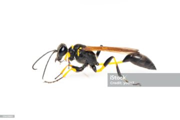 Wasp Control